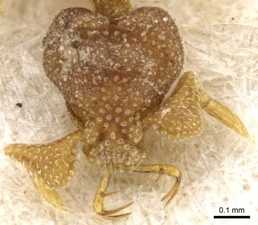 Strumigenys eurycera specimen CASENT0904963 image casent0904963_2