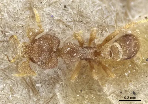 Strumigenys eurycera specimen CASENT0916682 image casent0916682_1