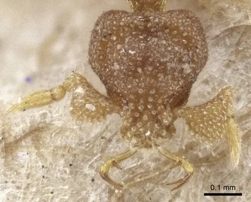 Strumigenys eurycera specimen CASENT0916682 image casent0916682_2