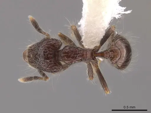 Strumigenys excisa specimen CASENT0648873 image casent0648873_1