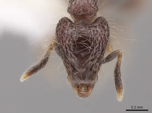 Strumigenys excisa specimen CASENT0648873 image casent0648873_2