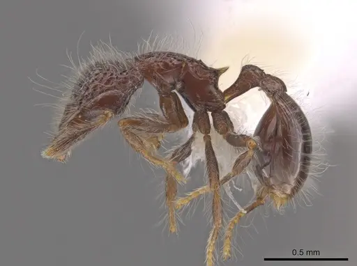 Strumigenys excisa specimen CASENT0648873 image casent0648873_3