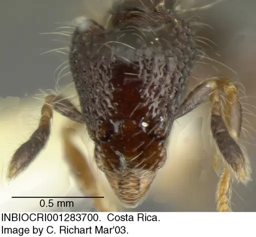 Strumigenys excisa specimen INBIOCRI001283700 image inbiocri001283700_1