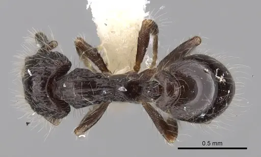 Strumigenys excisa specimen INBIOCRI001283701 image inbiocri001283701_1