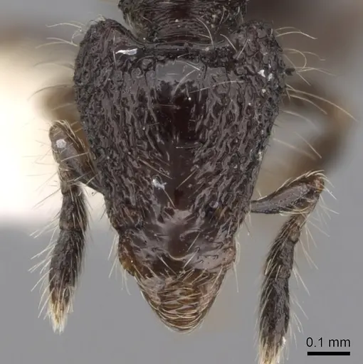 Strumigenys excisa specimen INBIOCRI001283701 image inbiocri001283701_2