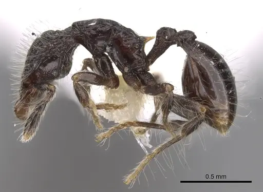 Strumigenys excisa specimen INBIOCRI001283701 image inbiocri001283701_3