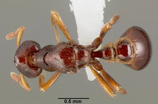 Strumigenys exiguaevitae specimen CASENT0005452 image casent0005452_1