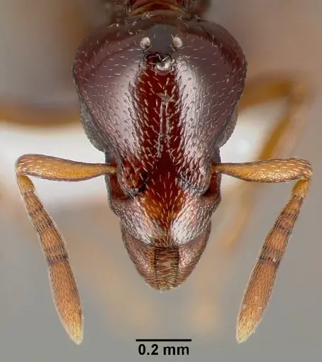 Strumigenys exiguaevitae specimen CASENT0005452 image casent0005452_2