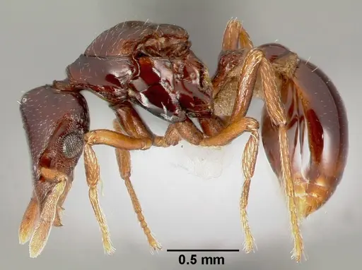 Strumigenys exiguaevitae specimen CASENT0005452 image casent0005452_3