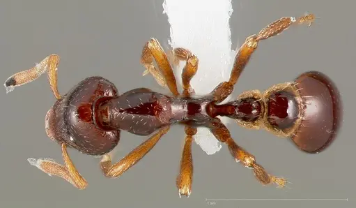 Strumigenys exiguaevitae specimen CASENT0005453 image casent0005453_1