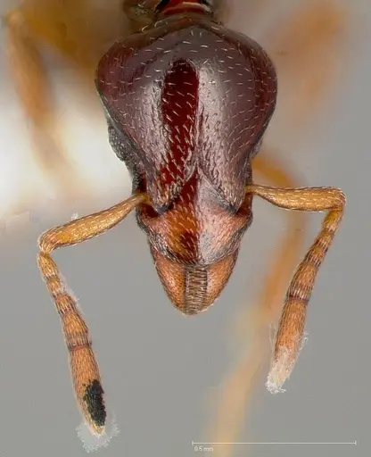Strumigenys exiguaevitae specimen CASENT0005453 image casent0005453_2