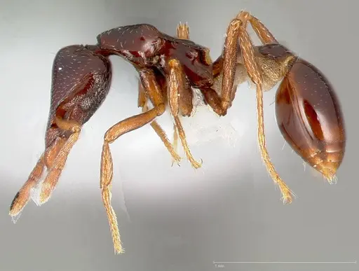 Strumigenys exiguaevitae specimen CASENT0005453 image casent0005453_3