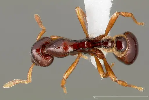 Strumigenys exiguaevitae specimen CASENT0005454 image casent0005454_1