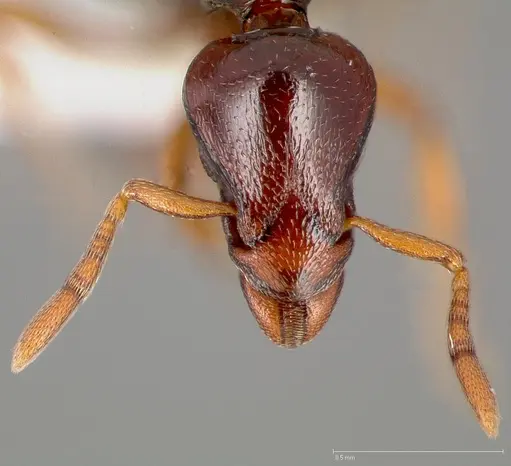Strumigenys exiguaevitae specimen CASENT0005454 image casent0005454_2