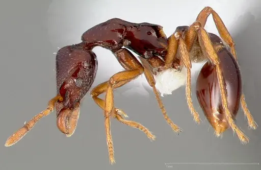 Strumigenys exiguaevitae specimen CASENT0005454 image casent0005454_3
