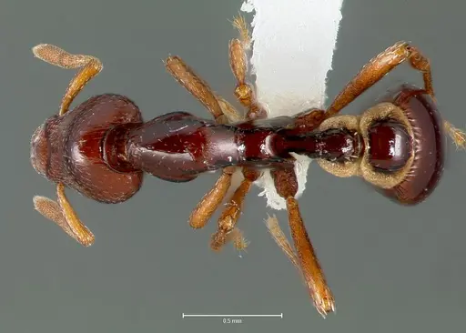 Strumigenys exiguaevitae specimen CASENT0005993 image casent0005993_1