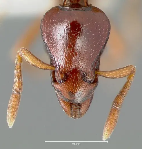 Strumigenys exiguaevitae specimen CASENT0005993 image casent0005993_2