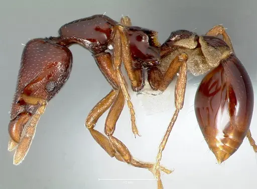 Strumigenys exiguaevitae specimen CASENT0005993 image casent0005993_3