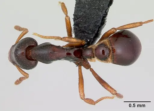 Strumigenys exiguaevitae specimen CASENT0456151 image casent0456151_1