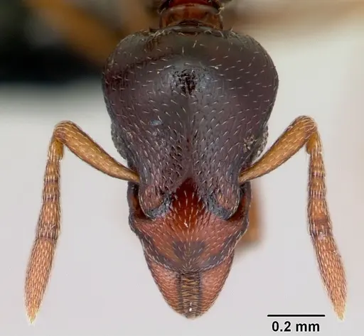 Strumigenys exiguaevitae specimen CASENT0456151 image casent0456151_2