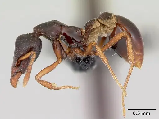 Strumigenys exiguaevitae specimen CASENT0456151 image casent0456151_3