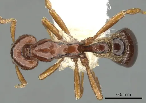 Strumigenys exiguaevitae specimen CASENT0900036 image casent0900036_1