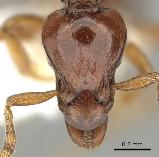 Strumigenys exiguaevitae specimen CASENT0900036 image casent0900036_2