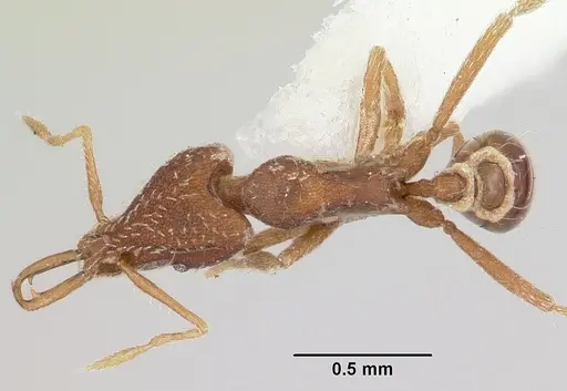 Strumigenys exilirhina specimen CASENT0102650 image casent0102650_1