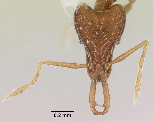 Strumigenys exilirhina specimen CASENT0102650 image casent0102650_2