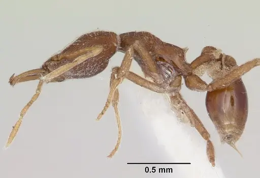 Strumigenys exilirhina specimen CASENT0102650 image casent0102650_3