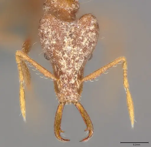 Strumigenys exilirhina specimen CASENT0728834 image casent0728834_1