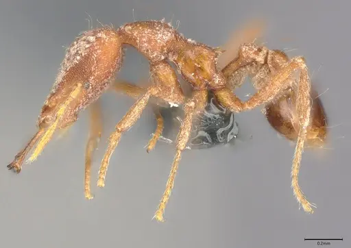 Strumigenys exilirhina specimen CASENT0728834 image casent0728834_2