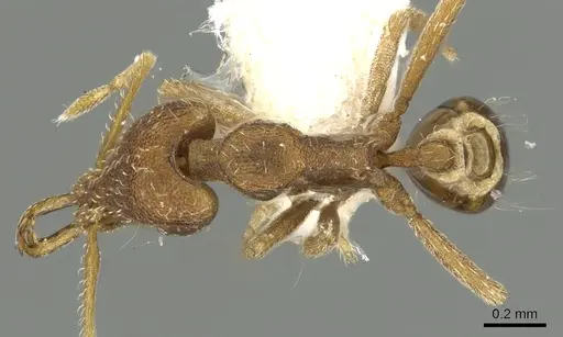 Strumigenys exilirhina specimen CASENT0900837 image casent0900837_1