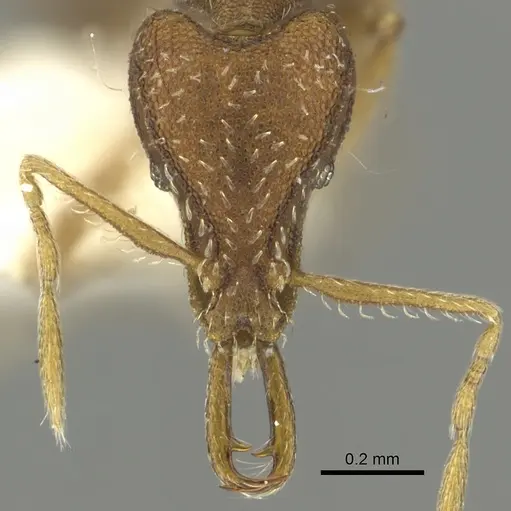 Strumigenys exilirhina specimen CASENT0900837 image casent0900837_2