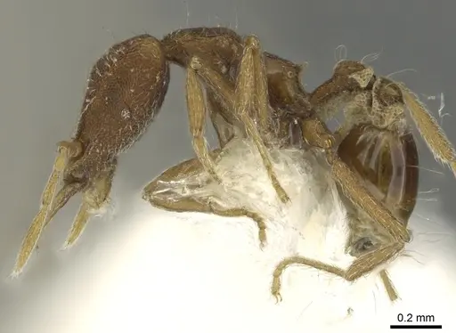 Strumigenys exilirhina specimen CASENT0900837 image casent0900837_3