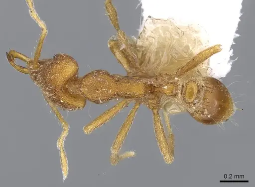 Strumigenys exilirhina specimen CASENT0914791 image casent0914791_1