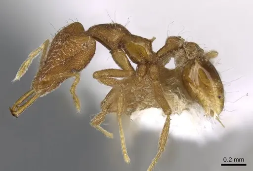 Strumigenys exilirhina specimen CASENT0914791 image casent0914791_3