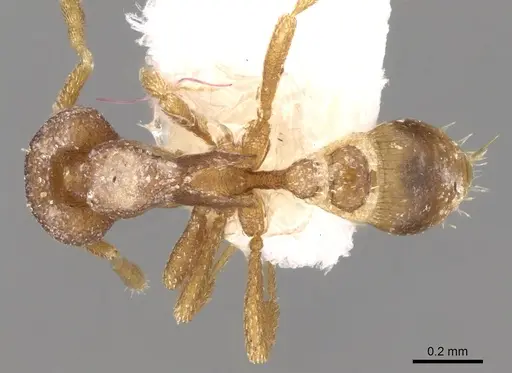 Strumigenys extemena specimen CASENT0280709 image casent0280709_1