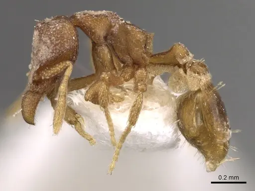 Strumigenys extemena specimen CASENT0280709 image casent0280709_3