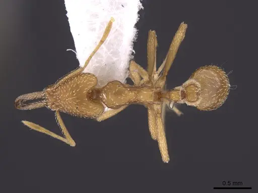Strumigenys extirpa specimen INB0003238524 image inb0003238524_1