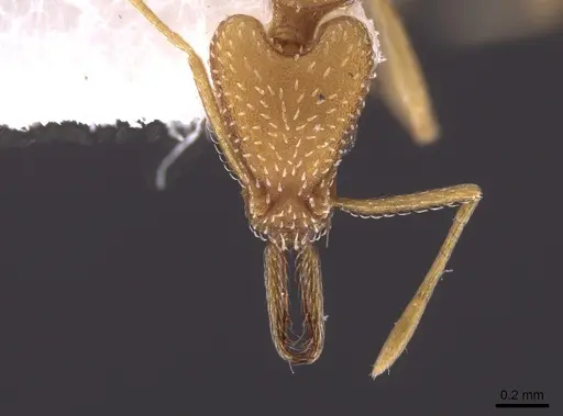 Strumigenys extirpa specimen INB0003238524 image inb0003238524_2