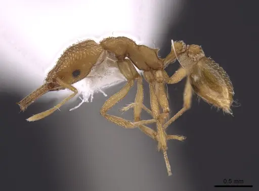 Strumigenys extirpa specimen INB0003238524 image inb0003238524_3