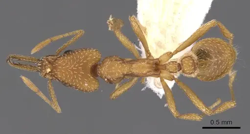 Strumigenys extirpa specimen INBIOCRI001229706 image inbiocri001229706_1