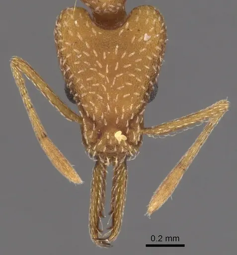 Strumigenys extirpa specimen INBIOCRI001229706 image inbiocri001229706_2