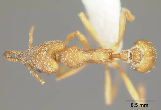 Strumigenys extirpa specimen JTLC000002535 image jtlc000002535_1