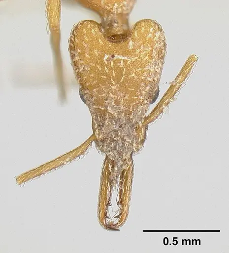 Strumigenys extirpa specimen JTLC000002535 image jtlc000002535_2