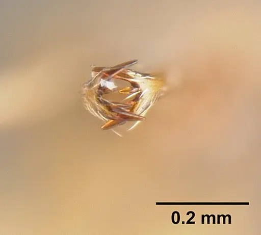 Strumigenys extirpa specimen JTLC000002535 image jtlc000002535_3