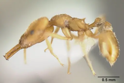 Strumigenys extirpa specimen JTLC000002535 image jtlc000002535_4