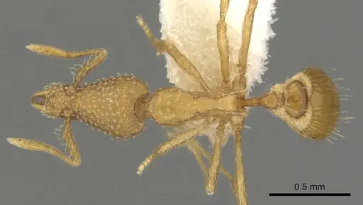 Strumigenys exunca specimen CASENT0900078 image casent0900078_1