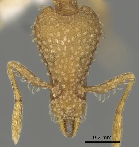 Strumigenys exunca specimen CASENT0900078 image casent0900078_2